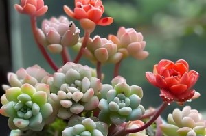 多肉植物初种后的浇水策略（了解多肉植物初种浇水的关键时机和方法，助您养活绿色生命！）