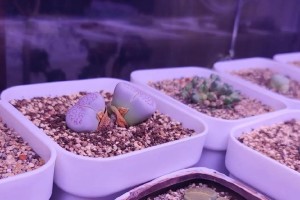 盆中石花烂了，怎么处理？（教你有效处理盆中烂掉的石花）