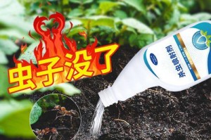 盆栽小飞虫的来源与防治措施（揭秘室内盆栽的小飞虫困扰，让你的植物焕发生机）