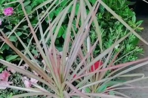 三色千年木的养殖技巧（打造健康茂盛的盆景）