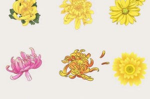 菊花分株技巧与方法（学会正确分株，让菊花茁壮成长）
