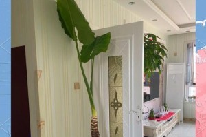 以夏天滴水观音的养护技巧（打造清凉夏日的观音养护秘籍）