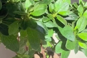 如何正确修剪杜鹃花——打造美丽的花园（杜鹃修剪技巧，让花儿更加鲜艳绽放）