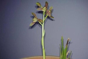 以地生兰的养护技巧（培育兰花的秘诀）