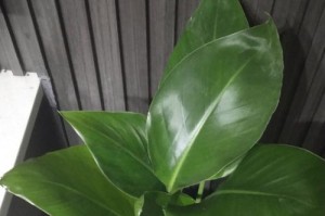 大型鹤望兰的浇水技巧（关键的水分管理和浇水频率）