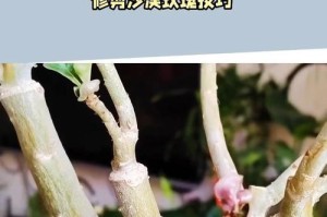 沙漠玫瑰的剪枝时间（掌握正确的剪枝技巧，让你的沙漠玫瑰茁壮成长）