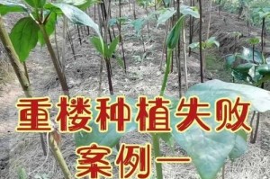 滇重楼种植条件和栽种环境要求（如何为滇重楼创造最佳生长环境？）