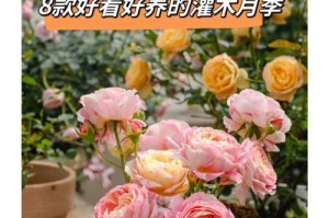 灌木月季种植指南（从栽培到护理，打造美丽花园的秘籍）