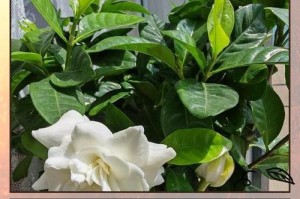 如何保存枝子花黄（有效方法保鲜、延长使用时间，让枝子花黄更美！）