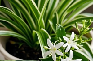 如何养护口红吊兰以促进旺盛生长