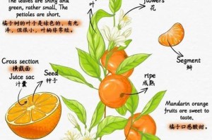 桔子树繁殖的方法与技巧（以桔子树种子和扦插法繁殖的步骤与注意事项）