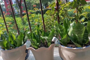 如何科学浇水虎皮兰（正确的浇水时间和方法让虎皮兰健康成长）