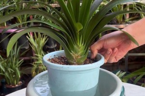 以君子兰的浇水技巧，打造茂盛的绿色家园（养护君子兰，掌握合适的浇水方式才能事半功倍）