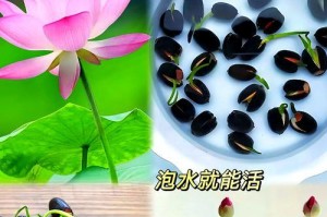 以莲花怎么养殖方法（掌握关键步骤，培养美丽莲花的技巧）