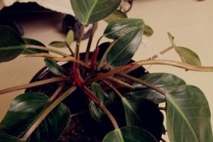 红钻石花养护指南（红钻石花的种植、浇水、光照、施肥、病虫害防治等关键要点）