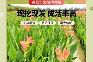 探究荷花是否属于藻类植物（揭开荷花真正的身份，解析其生长特点和分类）