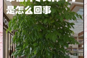 掉不掉叶子的奥秘（叶落归根，还是留连不舍？一起探究秋叶的离奇去留之谜）