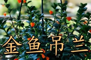 金鱼吊兰如何选购花盆（打造美观的悬挂花园，花盆选对了才有看头）