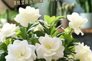 栀子花的养护与赏析（细说栀子花开完花后的养护技巧，享受花开的美丽）