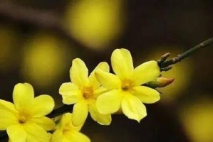 迎春花开花的关键（探秘迎春花的开花要诀）