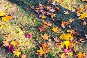 冬天不落叶的树——玉簪花如何养护（了解玉簪花的特点，打造冬季绿色景观）