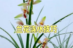 兰花养护之室内浇水周期（掌握浇水时间让兰花更健康）