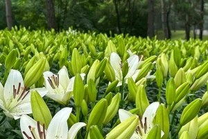 揭秘百合花的花期和生长习性（了解百合花的开花时间和特点，感受不一样的自然美景）