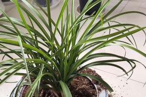 兰花室内养殖技术指南（打造舒适家居，赏心悦目的兰花花园）