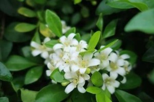 养万里香花的全面指南（从选购到养护，轻松打造花园的明星植物）