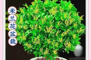 探索米兰多长叶子的奥秘（优化生长环境，让米兰多长叶子更繁茂）