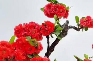 冬季养护秘籍（四季海棠的冬季养护技巧及关键要点）