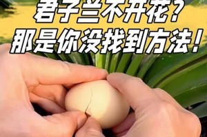 君子兰不开花的解决办法（从施肥到光照全面探讨）
