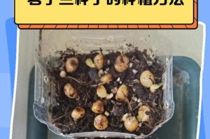 君子兰的授粉过程与方法（了解君子兰的性别和有效的授粉方法）