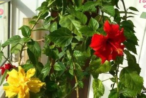 冬天扶桑花的管理技巧（细致呵护，让扶桑花绽放冬日的美丽）