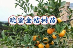 金桔盆栽的浇水技巧（细致照料，让盆栽金桔茁壮成长）