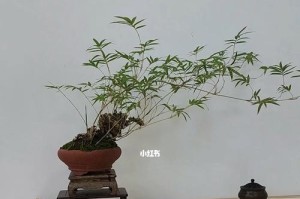 盆栽龙竹养护技巧（打造旺盛生长的秘诀）