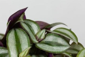 吊竹梅如何变绿？（提供15个方法让吊竹梅变得更绿更茂盛）