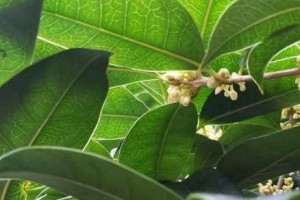 冬季栽种桂花树的可行性（桂花树冬天能否存活，冬季栽种桂花树的注意事项）