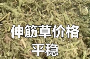 伸筋草泡水喝的功效与注意事项（了解伸筋草的好处，正确泡水喝才更健康）