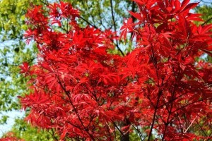 红枫花开的季节（了解红枫花开的时候，看尽秋天的美景）