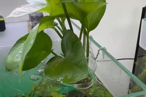 水培花卉（掌握这个关键技巧，打造绿意盎然的室内花园）