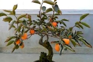 盆栽柿子的正确浇水方法（科学浇水让盆栽柿子健康茁壮成长）