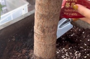 如何清洗琴叶榕叶子——完美呵护您的绿色伙伴（琴叶榕叶子清洗方法，让您的植物焕发生机）