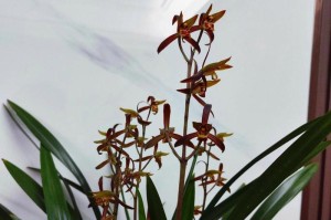 墨兰花的养殖技巧——打造绚丽开花的秘笈（墨兰花的种植方法、日常护理与繁殖技巧）