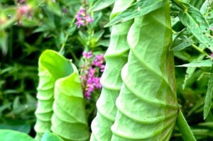 马尾草的特点和生长习性（了解马尾草，掌握栽种技巧）