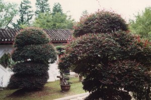 红花继木的花期长短解析（了解红花继木的开花时间和关键因素）