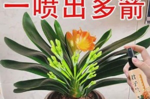 授粉技巧（打造美丽的君子兰花园，从授粉开始）