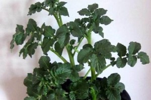 如何加速番薯的发芽？（种植番薯前必看，发芽技巧大揭秘！）