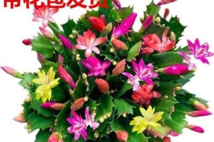 螃蟹爪花盆栽移植技巧（如何正确迁移螃蟹爪花盆栽，让其茁壮成长）