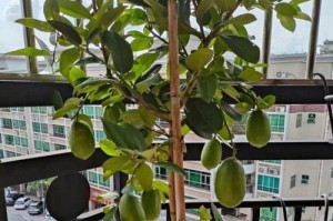 柠檬树种植指南（掌握柠檬树的种植技巧，打造绿色家园）